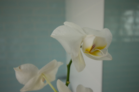 Flowers in classic bathroom